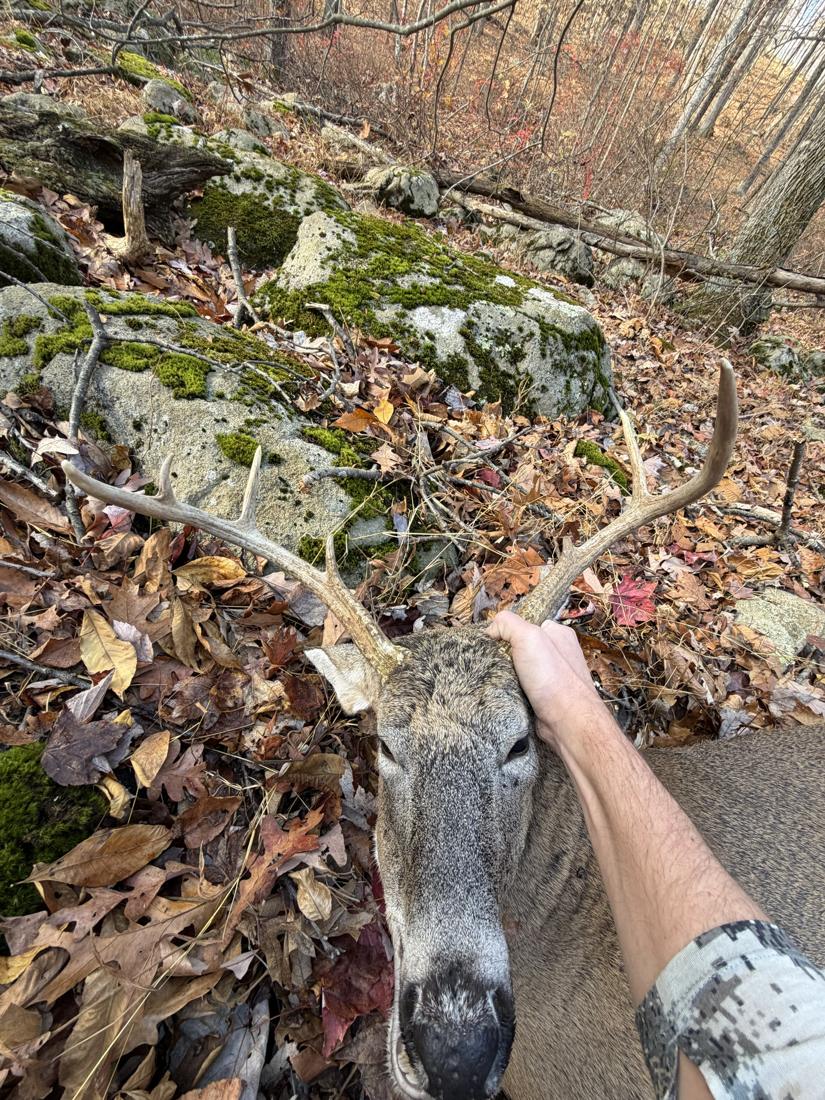 Buck on a mossy, rocky hillside