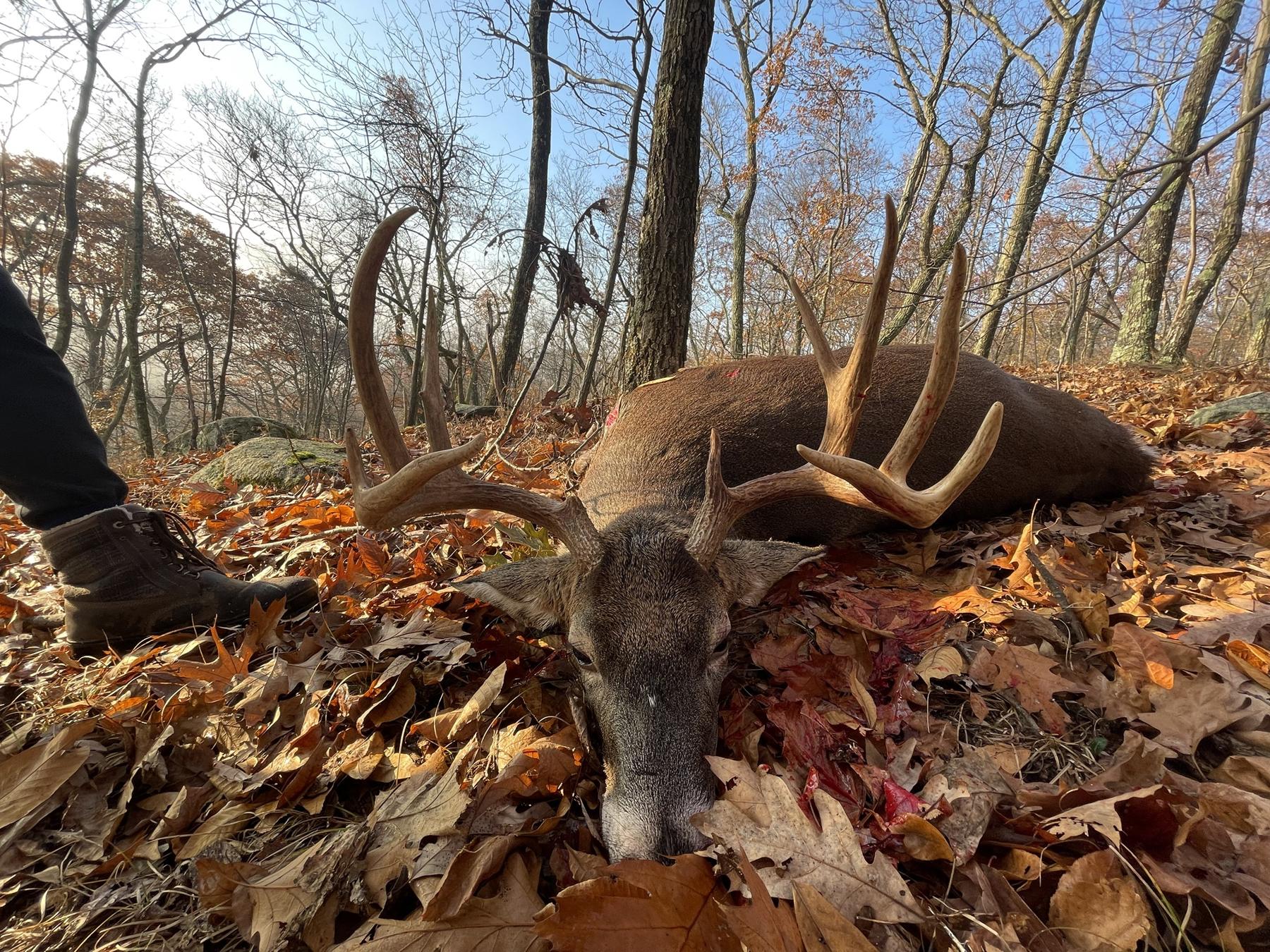 Wide-racked whitetail buck lying in fall oak leaves
