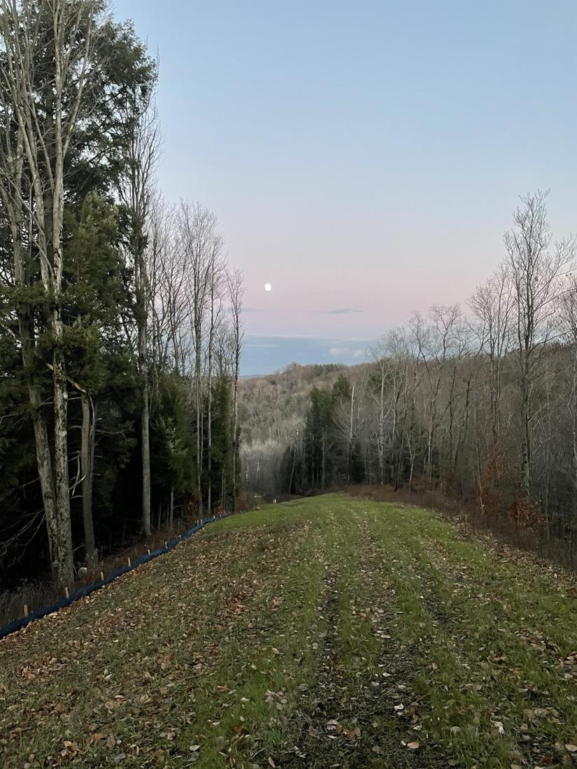 Mowed lane between the woods heading down toward the gorge at dusk